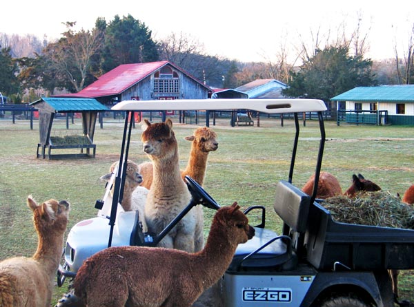 Alpaca with Golf Cart